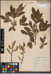 Foto von Salix cinerea L.